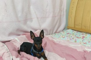 迷你杜宾犬的饲养全攻略（全面了解迷你杜宾犬的特点及饲养方法）