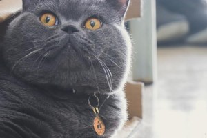 探秘英国短毛猫（发展历程、特征和饲养技巧的全面解析）