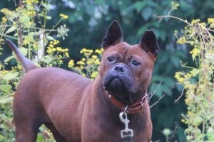 世界上速度最快的10大猎犬排名（格力犬时速可达70km/h，究竟哪些猎犬能够与其一争高下？）