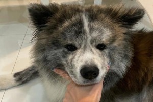 秋田犬掉毛怎么办？（以宠物为主，减少秋田犬掉毛的小妙招）