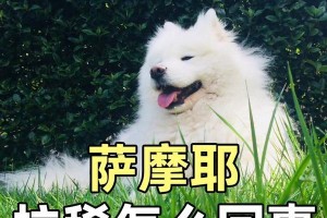 萨摩耶犬细小病毒（保护你的萨摩耶犬不受细小病毒侵害的关键）