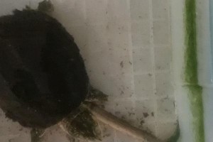 鳄龟能够多久不吃饭？（鳄龟的饮食需求和适应能力）