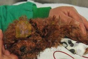 犬瘟的潜伏期及相关症状（了解犬瘟的潜伏期和症状以保护你的爱犬）
