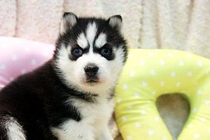探秘哈士奇狗狗毛发的独特之处（一窥宠物犬类中的毛发之王，了解哈士奇的毛发特征与护理）