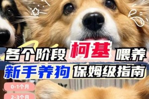 幼犬的饮食安排及注意事项（每天喂食次数与换狗粮技巧）