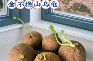 如何科学饲养山龟（山龟养殖指南）