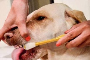 为什么要给宠物狗刷牙？（宠物狗口腔健康的重要性及刷牙的正确方式）