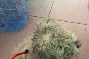 为什么狗狗洗完澡后会到处蹭？（探究狗狗蹭的原因和如何预防）