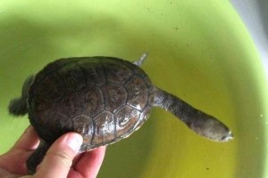 南美蛇颈龟饲养全指南（以宠物为主的饲养技巧及注意事项）