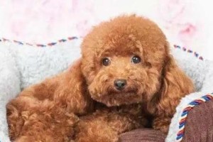 泰迪狗狗偏瘦的原因及调理方法（泰迪体重体型对照表）