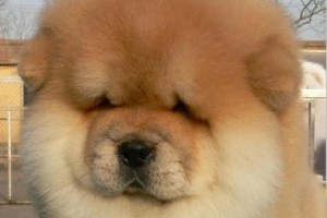 揭秘松狮犬的性格和表情（探索松狮犬的温和与自信，看见它们的丰富表情）