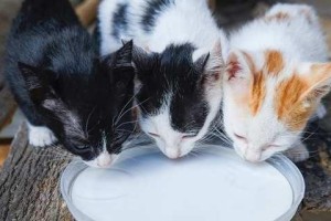 猫咪纯牛奶VS早餐奶（探讨两种牛奶的优缺点及适用场景）