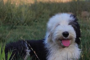 俄罗斯南部牧羊犬的饲养方法（以宠物为主，让你的南俄犬健康成长）