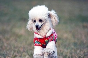 以巴色特犬为宠物的饲养方法（从喂养到训练，助你成为贴心主人）