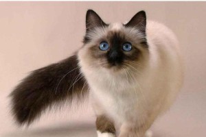 巧克力美猫-巴厘猫的饲养方法（了解巴厘猫，让你的爱猫健康快乐）