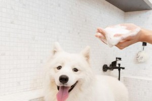 以萨摩怀孕多久有奶水（探究萨摩犬哺乳期的特点与时长）