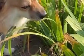 狗肚子大可能患有什么疾病？（为什么狗会吃草？）