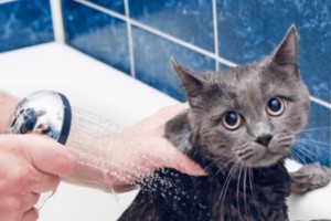 猫咪洗澡指南（几个月可以洗澡，宠物护理的必修课）