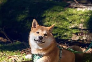 柴犬之魅力（发掘柴犬天性，感受它们独特的魅力）