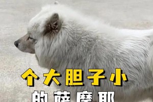 狗狗为什么一直那么小？（探究狗狗成年后体型停滞不长的原因）