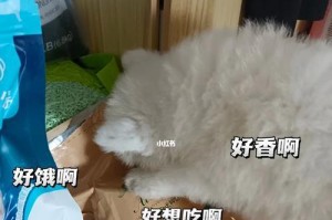 如何训练萨摩耶趴下（以宠物为主，教你轻松实现趴下指令）