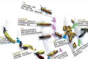 英种斑点兔的饲养方法（做好养殖环境，让兔子健康成长）
