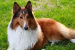 喜乐蒂牧羊犬与苏格兰牧羊犬（喜乐蒂牧羊犬和苏格兰牧羊犬的特点、历史和用途一览）