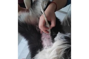 边牧第二次例假周期及注意事项（了解边牧第二次例假周期，科学照顾你的宠物）