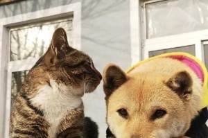 军犬听话的原因（探究军犬听话的秘密以及训练中的关键因素）