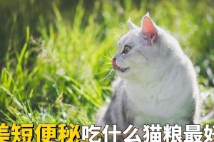 小猫为什么便秘？（探究原因及解决办法）