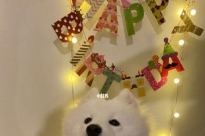 狗狗成长所需的合适食物和喂养频率（从1个月到1岁，让你的小狗健康成长）