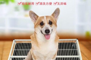 让宠物更健康——教你如何训练泰迪狗上厕所（让你的泰迪狗狗养成良好如厕习惯，告别室内“小黄池”）