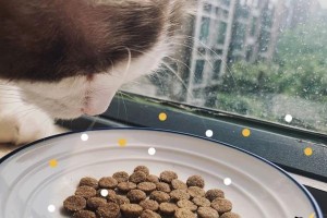 如何选择适合猫猫成长的猫粮？（从宠物健康、年龄、口味等方面出发，让猫猫快乐成长。）