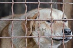 狗儿何时可以摆脱笼子？（狗主人需要了解的关键时刻和方法）
