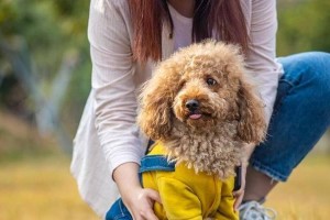 贵宾犬与泰迪（了解贵宾犬和泰迪的特点及红色贵宾犬的珍贵之处）