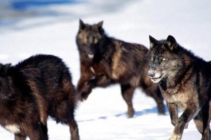 藏獒与野狼结合，生出凶猛的獒狼，80万元诞生的奇迹
