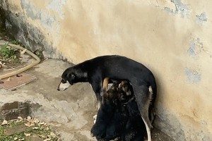 为什么刚生下的小狗不吃奶？（探究小狗拒绝喝奶的原因及解决方法）
