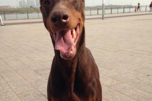 如何判断杜宾幼犬大小便状况（宠物爱好者必读，从大小便了解杜宾幼犬健康状况）