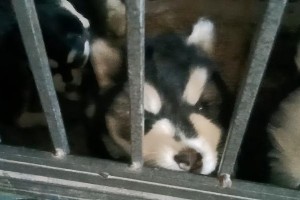 阿拉斯加立耳的象征意义（解读阿拉斯加立耳所代表的文化、自然和历史意义）