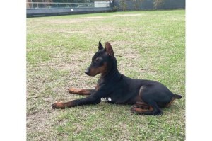 迷你杜宾犬的胆小问题剖析（探究迷你杜宾犬胆小原因及解决方法）