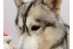 哈士奇价格大盘点，揭秘多种品种的价格差异（了解哈士奇品种和价格，选择适合的伙伴）