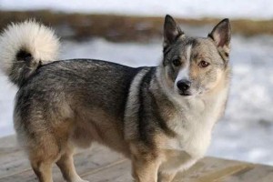 了解威尔斯柯基犬的性格特征（宠物爱好者必知的威尔斯柯基犬性格特点）