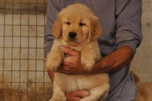 如何为金毛幼犬提供全面的营养？（金毛幼犬所需的营养品及合理搭配）