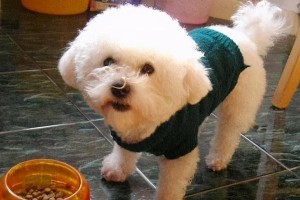 为什么比熊狗会变色？（探索比熊狗毛发变色的原因以及影响因素）