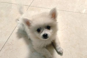 如何解决博美宝宝的牙齿问题？（从清洁到矫正，打造健康牙齿）