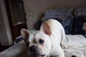 揭秘法斗犬的年龄之谜（从这5个方面判断你的法斗犬几岁了）