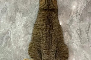 虎斑猫与豹纹猫的相似之处（揭秘虎斑猫与豹纹猫的神秘相似之处）