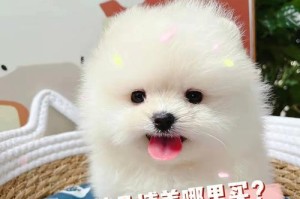 选择一只活泼可爱的狗狗成为你的忠实伴侣（推荐以下几种活泼可爱的狗狗，让你的生活充满欢乐）