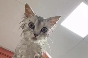 猫咪健康状况的警示信号（了解猫咪临终前的症状，保护它们的健康）