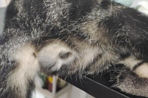 公猫看不见蛋蛋的原因（探寻公猫生理结构中的谜团）